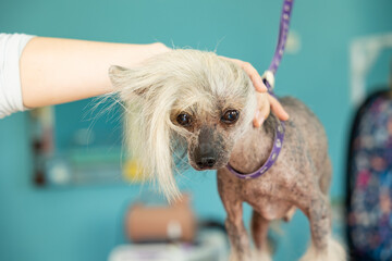 Portrait of chinese crested dog on a leash in the grooming salon