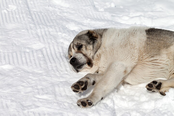 Dog sleeping on snow - 595217235