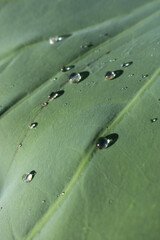연잎 위에 반짝이는 물방울
