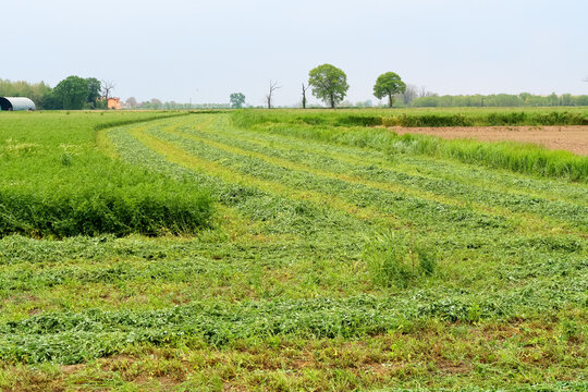 Po Valley landscape field cultivation nature natural agriculture farmhouse tree earth