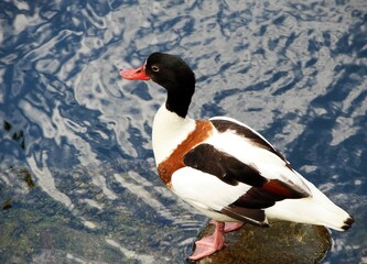 a wild duck sits on a stone in the background of a pond