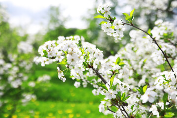 White flowers on a green bush. Spring cherry apple blossom. The white rose is blooming.