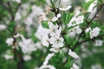 White flowers on a green bush. The white rose is blooming. Spring cherry apple blossom.