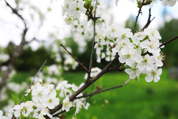 Obraz premium White flowers on a green bush. Spring cherry apple blossom. The white rose is blooming.