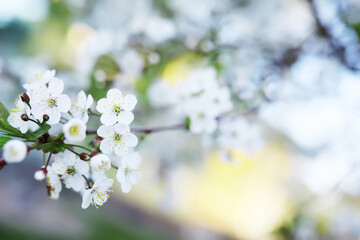 White flower on the tree. Apple and cherry blossoms. Spring flowering.
