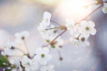 Spring flowering at sunset. White flower on the tree. Apple and cherry blossoms.