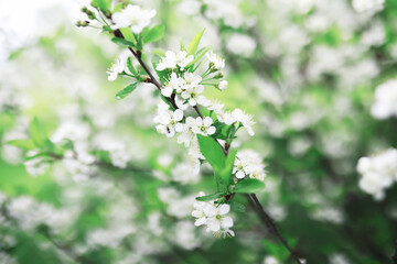 White flowers on a green bush. The white rose is blooming. Spring cherry apple blossom.
