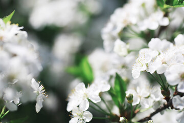 White flowers on a green bush. The white rose is blooming. Spring cherry apple blossom.