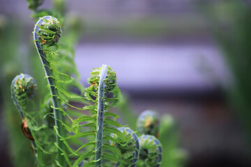 Plants and flowers macro. Detail of petals and leaves at sunset. Natural nature background.