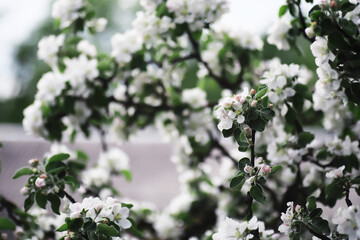 White flower on the tree. Apple and cherry blossoms. Spring flowering.