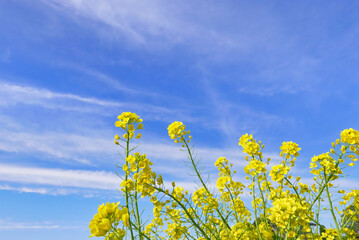 Fototapeta premium オオイヌノフグリ