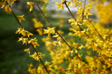 Yellow branch of spring blooming forsythia bush. Olive family genus forsythia. Rack focus. Yellow Forsythia Flowers. Blossoming Forsythia.