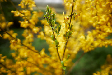 Yellow branch of spring blooming forsythia bush. Olive family genus forsythia. Rack focus. Yellow...
