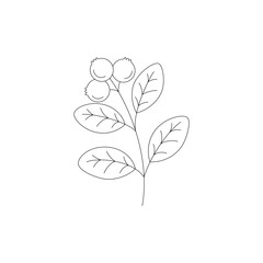 Cranberry isolated on white background. Hand drawn vector illustration.	