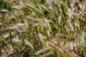 wheat sprouts in the field