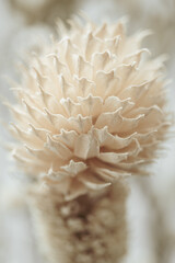 Beige small dried romantic wedding spiky flower on blur neutral background  vertical macro