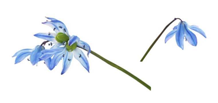 Set of blue scilla flower isolated on white or transparent background