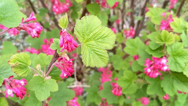 Pink Flowering Currant. Close up of the ribes sanguineium flowering