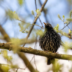 bird on a tree