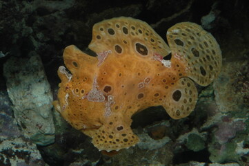 Orange Ocellated frogfish warty or ( antennaruis pictus ) underwater in bottom of sea