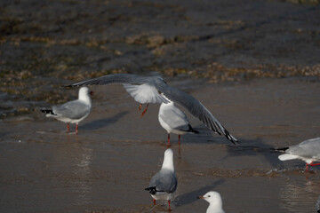 Flock of seagulls at the beach