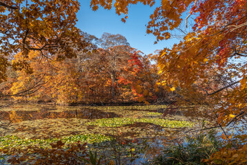 大沼湖畔の紅葉