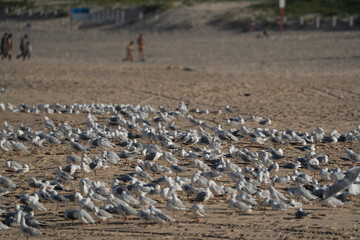 Fototapeta na wymiar Flock of seagulls at the beach