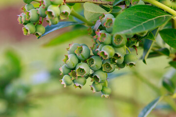 Fototapeta premium Green berries blueberries