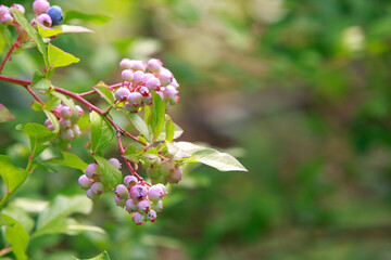 Green berries blueberries
