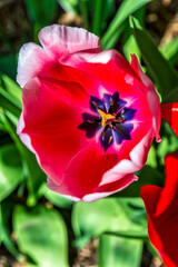 Naklejka premium Tulpe rot und weiss
