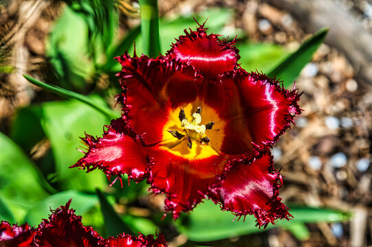 Tulpenbl&uuml;te in Pink