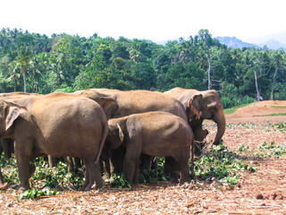 Fototapeta na wymiar Group of Elephant in Sri Lanka
