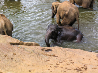 Group of Elephant in Sri Lanka