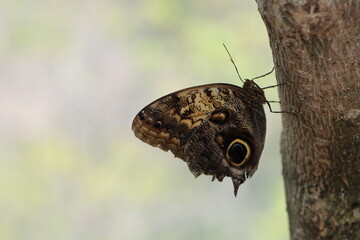 butterfly on a tree closeup
