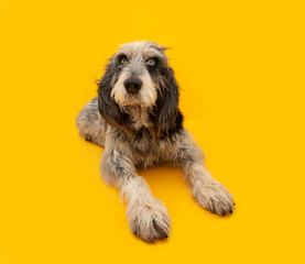 Portrait attentive adult Blue Gascony Griffon dog lying down. Isolated on yellow background. obedience concept