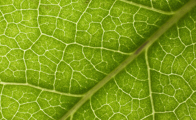 Green leaf texture. Close-up leaf. Macro photography.