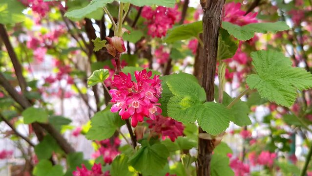 Pink Flowering Currant. Close up of the ribes sanguineium flowering