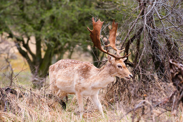 Red deer stag with antlers in spring, forest of Amsterdamse Waterleidingduinen in the Netherlands, wildlife in the woodland
