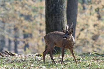 Chevreuil - Capreolus capreolus