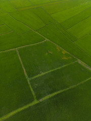 Rice fields in Vietnam