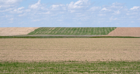 Rural graphic landscape in the style of minimalism. Spring field under a blue sky with clouds.