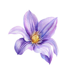 Watercolor clematis, violet flower on a white background. Botanical illustration hand drawing, purple climates
