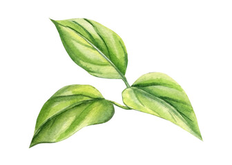 green leaves on an isolated white background. Watercolor illustrations. Climates green leaf