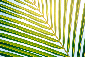 Natural green leaf of palm tree background