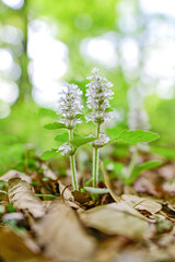 雑木林に咲くジュウニヒトエ