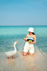 Daytime atmosphere, feeding geese, white sandy beach, seaside, clear water, Koh Larn Tropical...