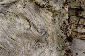 Close-up of driftwood found on the beach at Ballywalter County Down Northern Ireland
