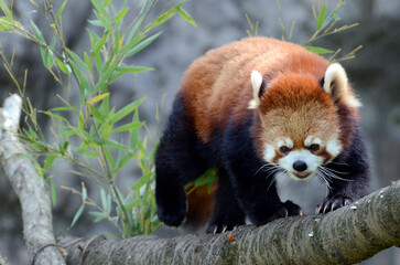 レッサーパンダ