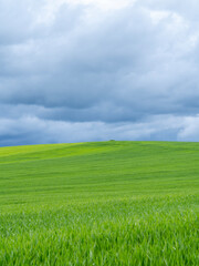 Obraz premium Amazing view of wheat field during spring season. Agricultural fields in green color. Dark sky due to thunderstorm. Bad weather. Contrast between sky and earth. Dramatic sky