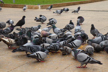 A Group of Doves are on the Ground Eating the Seeds Spread on the Floor by People